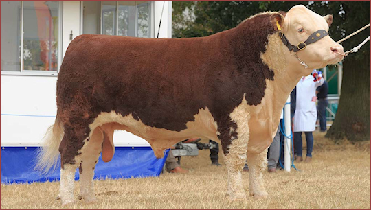 Winner of the Murrays Supreme Beef at the Bucks County Show 2022 - image Farmers' Guardian